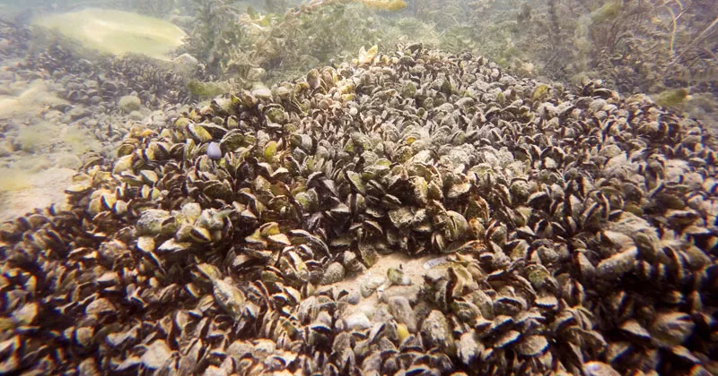 ക്വാഗ്ഗ ചിപ്പിയുടെ സാന്നിദ്ധ്യം; വടക്കൻ അയർലൻഡിൽ ജാഗ്രതാ നിർദ്ദേശം quagga mussel