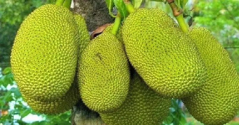 ജനറൽ ആശുപത്രിയിൽ മരുന്ന് വാങ്ങാനെത്തിയ രോഗിയുടെ തലയിൽ ചക്ക വീണു; തലയ്ക്ക് പരിക്ക്