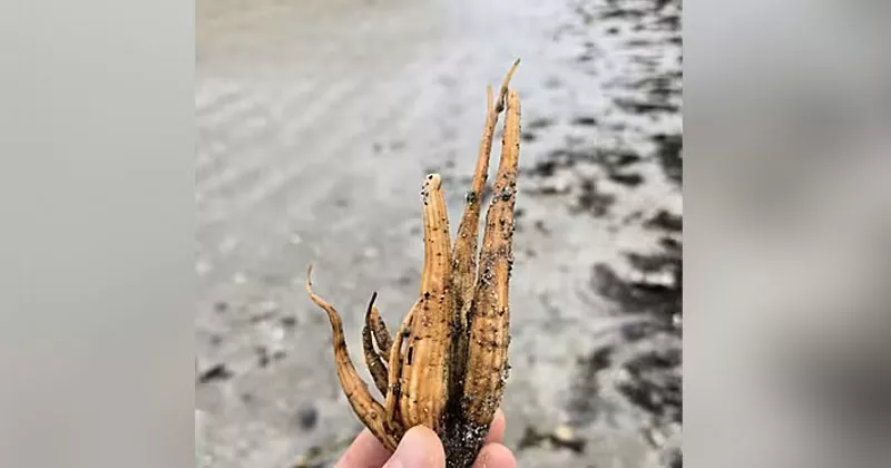 വിക്ലോയിലെ ബീച്ചിലും വിഷച്ചെടി; ജാഗ്രതാ നിർദ്ദേശം hemlock water