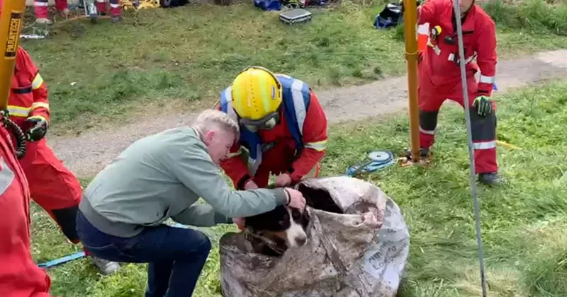 മൂന്ന് മണിക്കൂർ നീണ്ട പരിശ്രമം; കിണറ്റിൽ വീണ നായയെ രക്ഷിച്ചു dog rescue