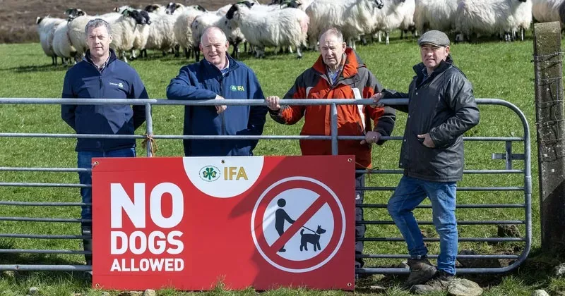 കന്നുകാലികൾക്കെതിരായ നായ്ക്കളുടെ ആക്രമണം; നടപടി ആവശ്യപ്പെട്ട് ഐഎഫ്എ rish Farmers Association
