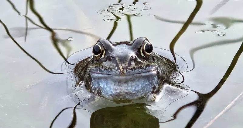 തവളകളുടെ എണ്ണം രേഖപ്പെടുത്തണം; പൊതുജനങ്ങൾക്ക് നിർദ്ദേശം frog