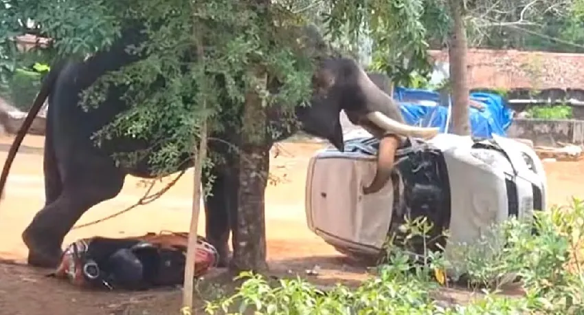 ഉത്സവത്തിനെത്തിച്ച ആന ഇടഞ്ഞു; നിയന്ത്രിക്കാൻ ശ്രമിച്ച യുവാവിനെ ചവിട്ടിക്കൊന്നു, പാപ്പാന് പരുക്ക്