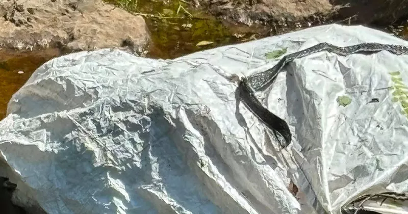 നദിയിലേക്ക് ആടുകളുടെ ജഡം തള്ളി; അന്വേഷണം goat